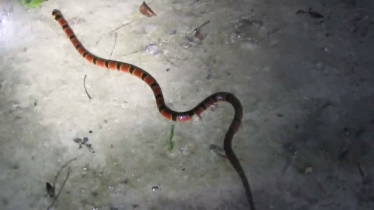 Capital Naturalist: Coral Snake