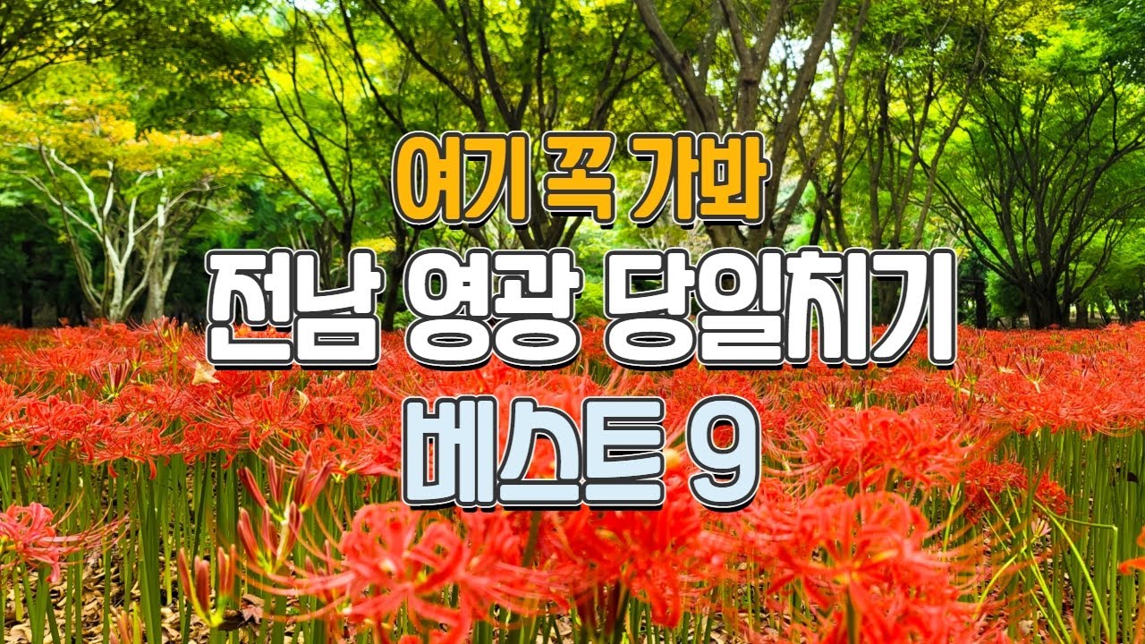 최고의 하루를 보낼 수 있는 전남 영광 당일여행코스 지금 가장 인기 있는 곳 영광 불갑산 상사화 축제에 다녀왔어요!