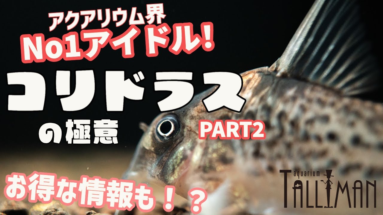 トールマンTV!新シリーズ“飯田語り”始動！其一“コリドラス”part2