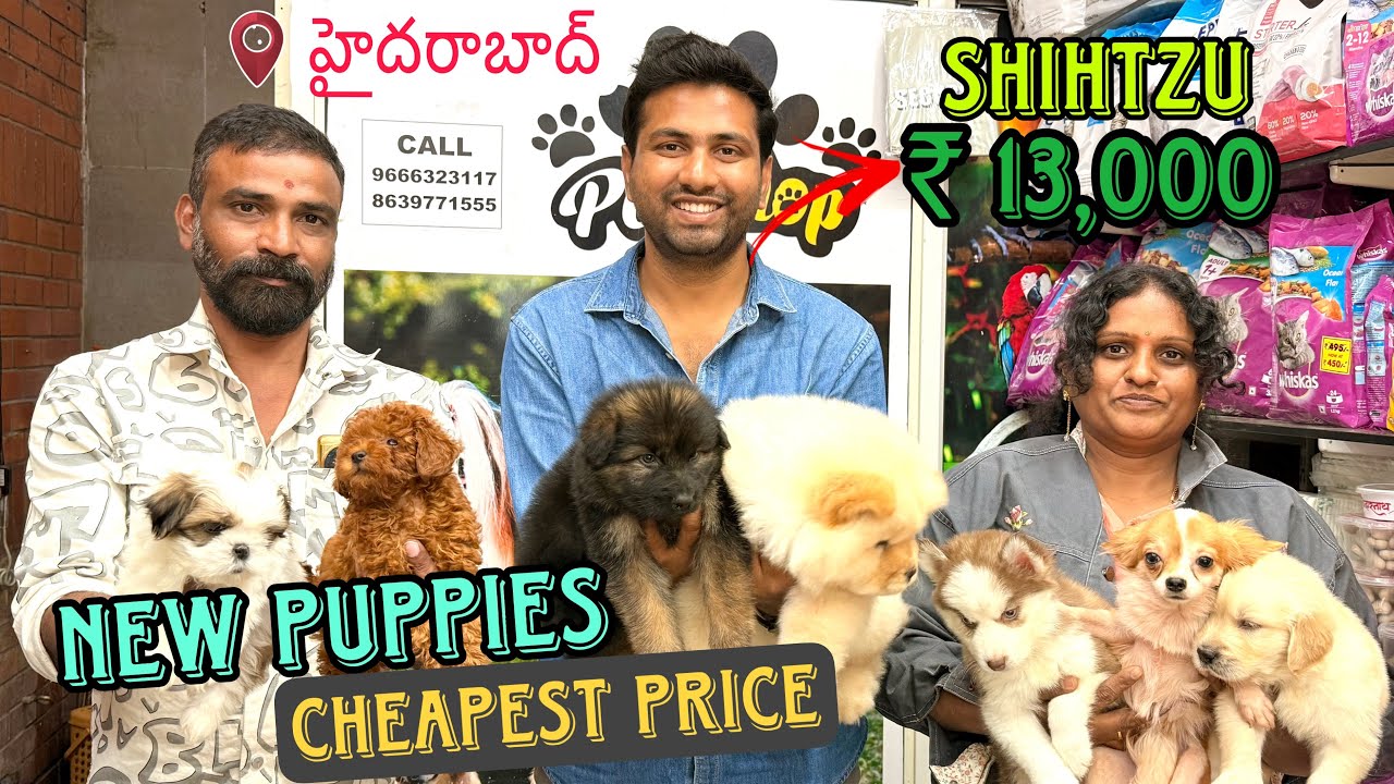 Cheapest Dog Shop | New Pets Arrived | Exotic Puppy Store in Hyderabad