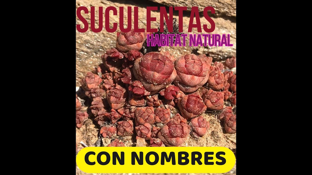 Suculentas en Habitat Natural