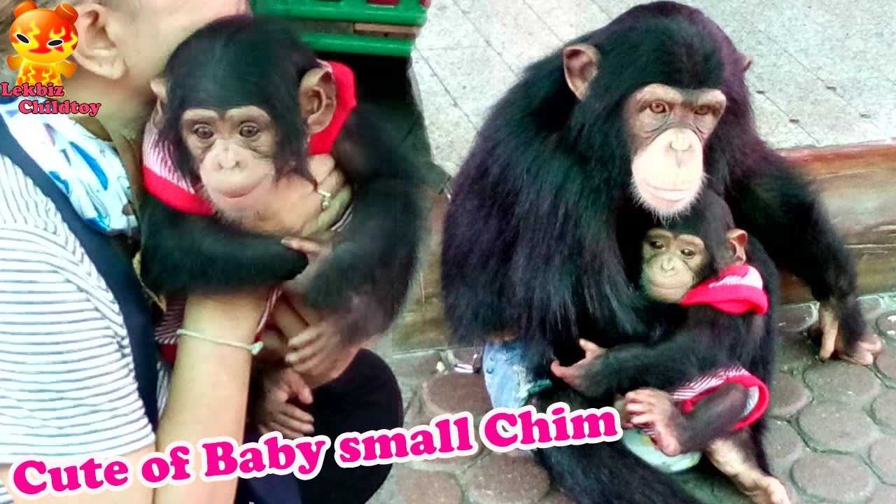 To watch.....Cute of Baby small Chimp