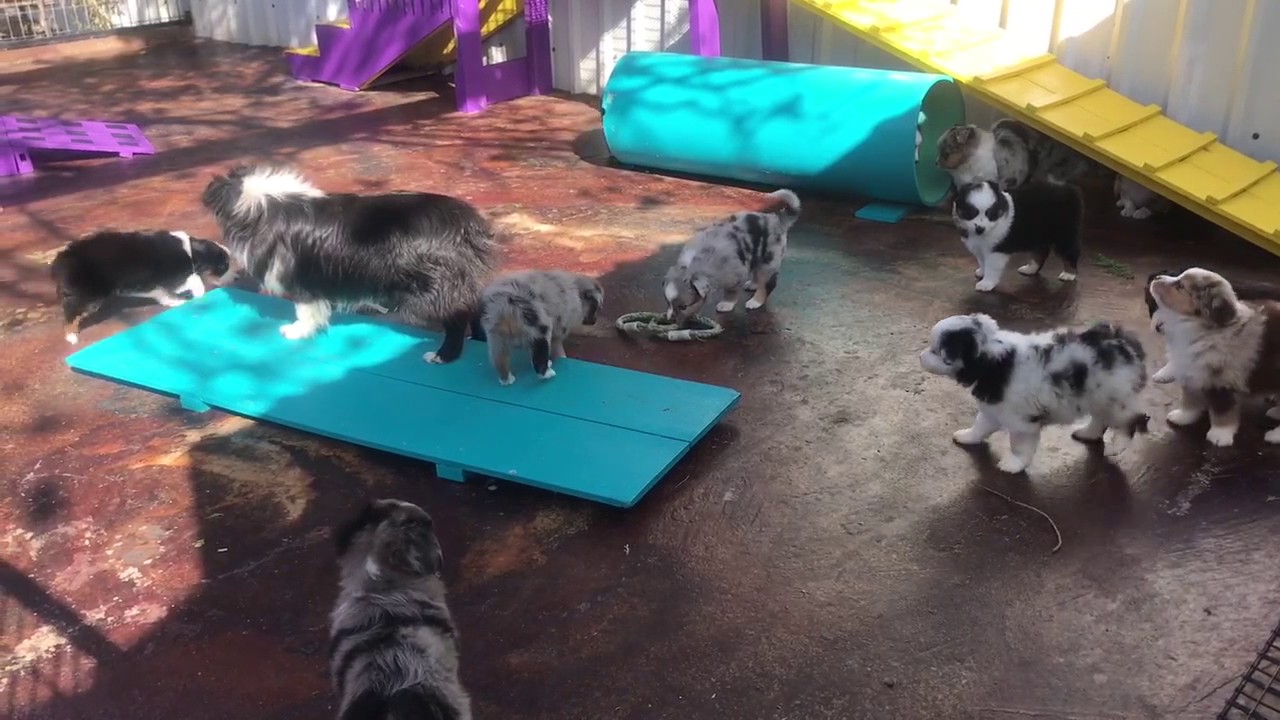 Toy Aussie puppies playing together at Lindsey's Aussies part 2