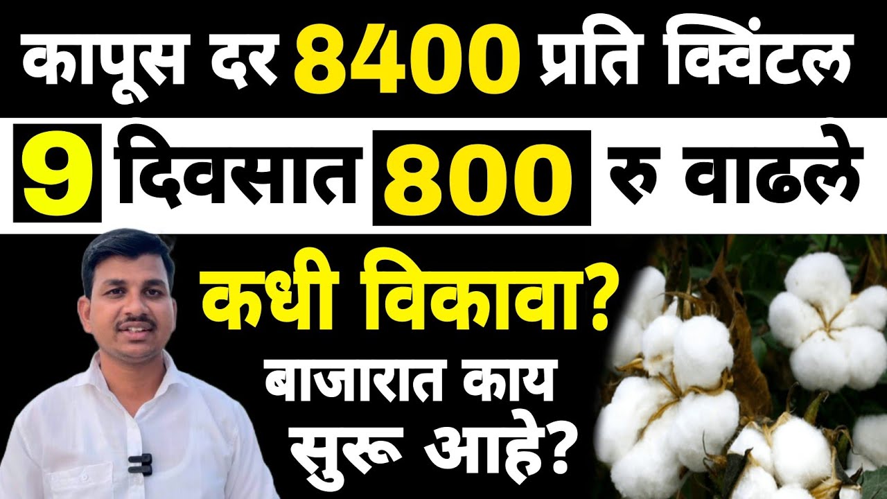 कापूस बाजार भाव अपडेट | Dnyaneshwar Kharat Patil