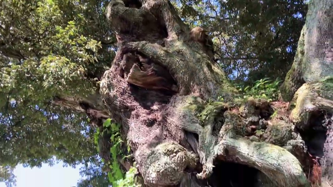 20240629 茨城県八坂神社の椎の木(樹齢600年)