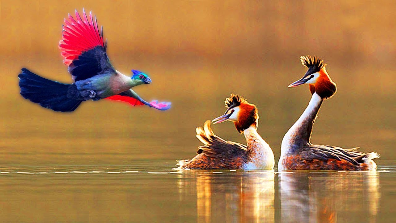 Top 10 Most Unique Exotic Crested Birds Part - 2 | 10 Aves Exóticas que são únicas no mundo