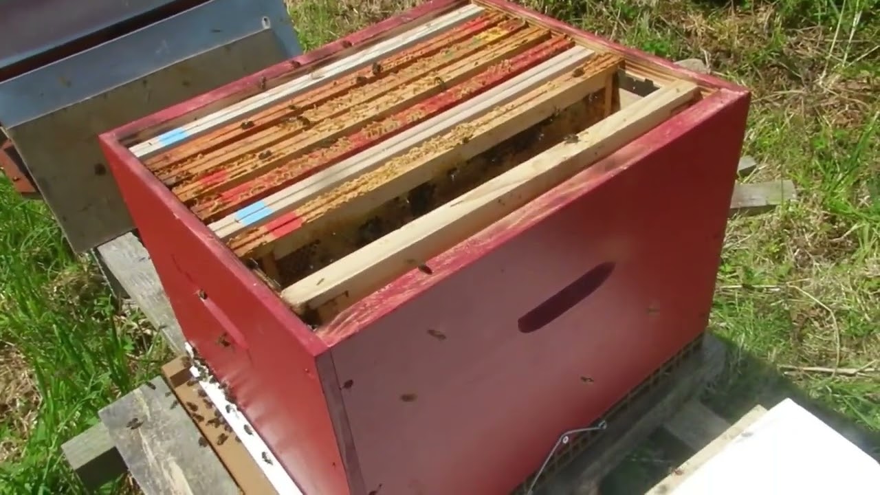 Retour sur la saison d'apiculture 2025, quelques conseils et un transvasement de ruchette en ruche