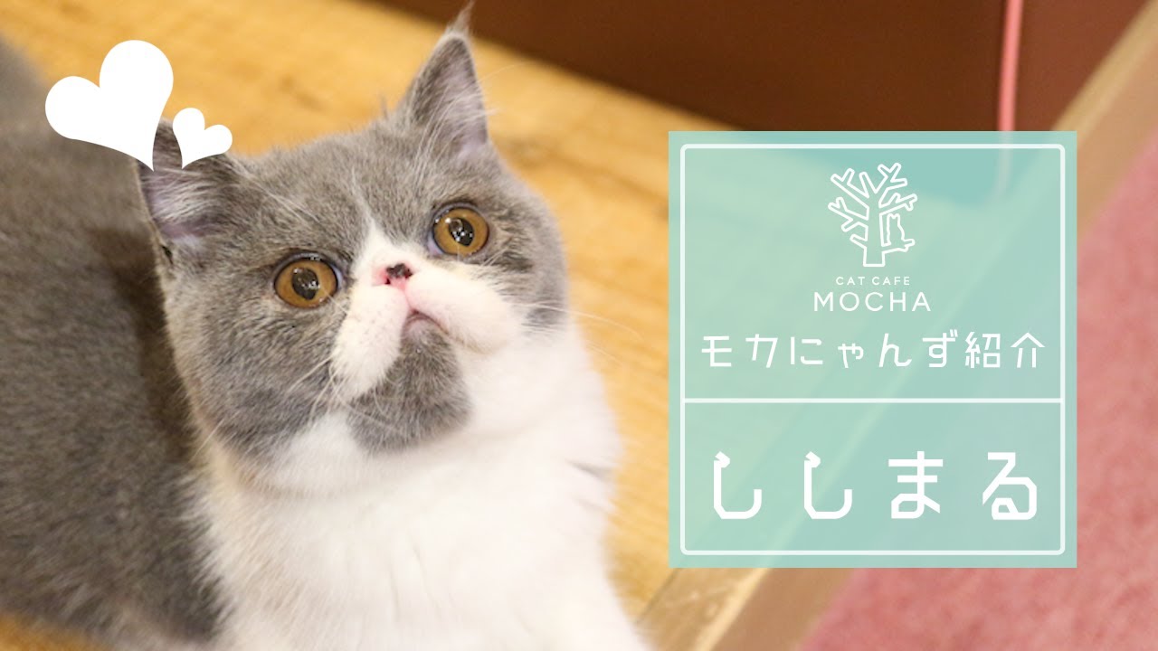ししまる（エキゾチックショートヘアー♂）名古屋栄店