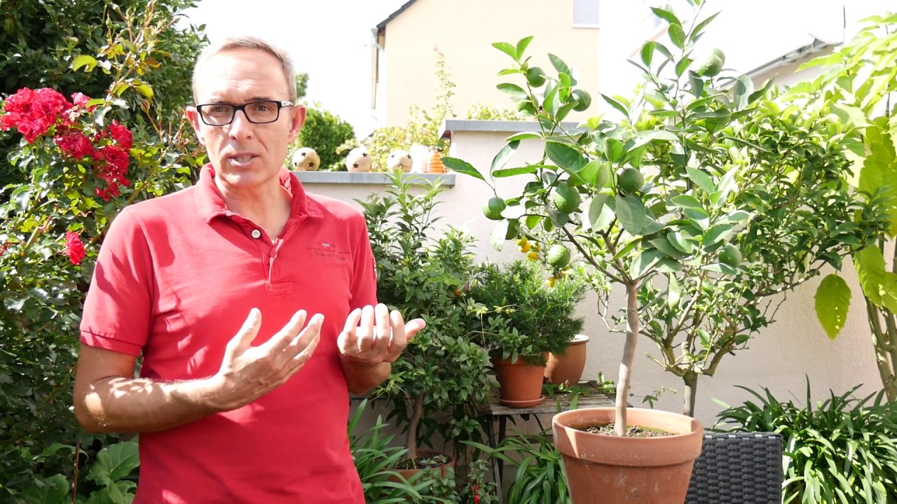 So müsst ihr euren Limettenbaum pflegen