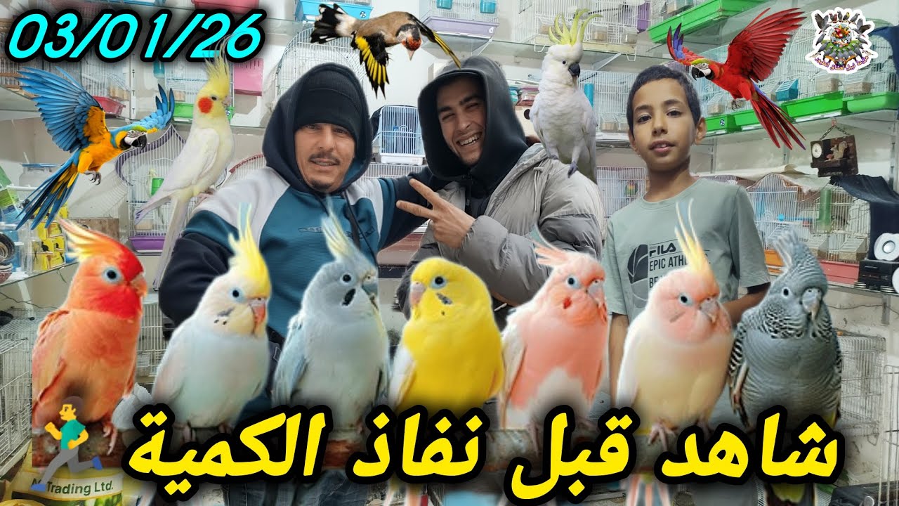 عشاق #الطيور لا يفوتكم 🚨 أرخص أثمنة الكوكتيل والبلبل والحسون عند الأخ نبيل 💰 0767726658📞