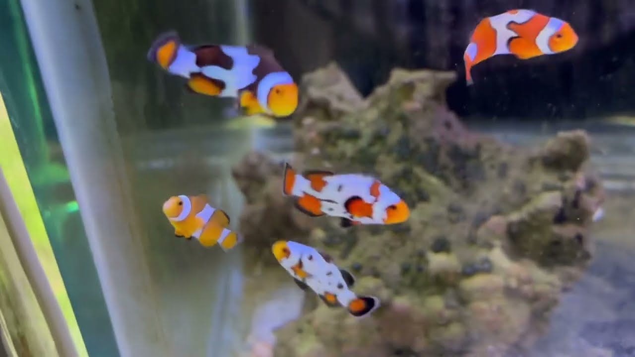 Peces payaso variedades y precio / WhatsApp 5554535876