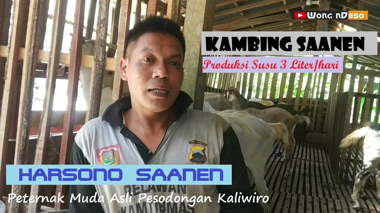 Saanen Goat Breeder - Peternak Kambing Saanen | Harsono Pesodongan Kaliwiro