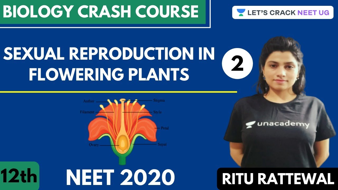 Sexual Reproduction in Flowering Plants | Part 2 | Biology Crash Course | Class 12th | NEET 2020