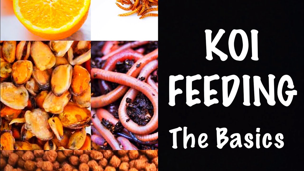 Feeding Your Koi