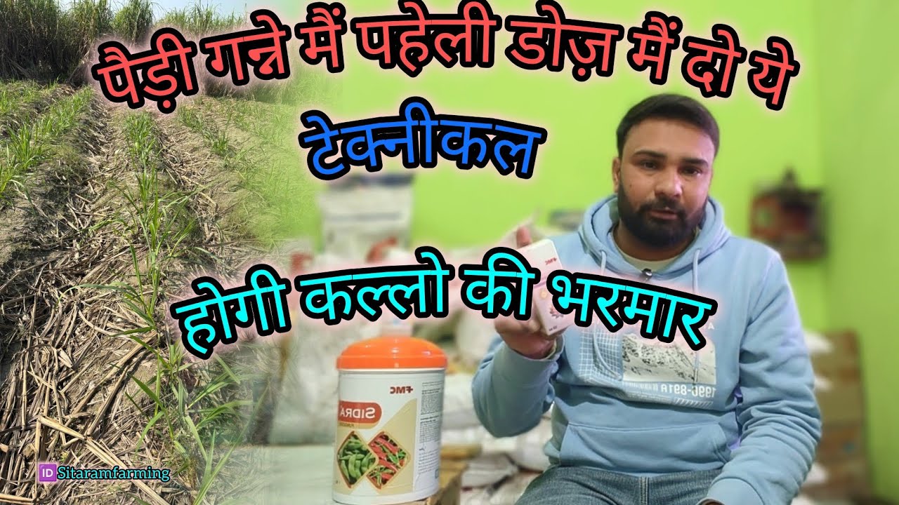 पैड़ी गन्ने में फंगस-बैक्टीरिया कंट्रोल + कल्ले फुटाव बढ़ाने का पहेली डोज़ ओर टेक्निकल का उपयोग 