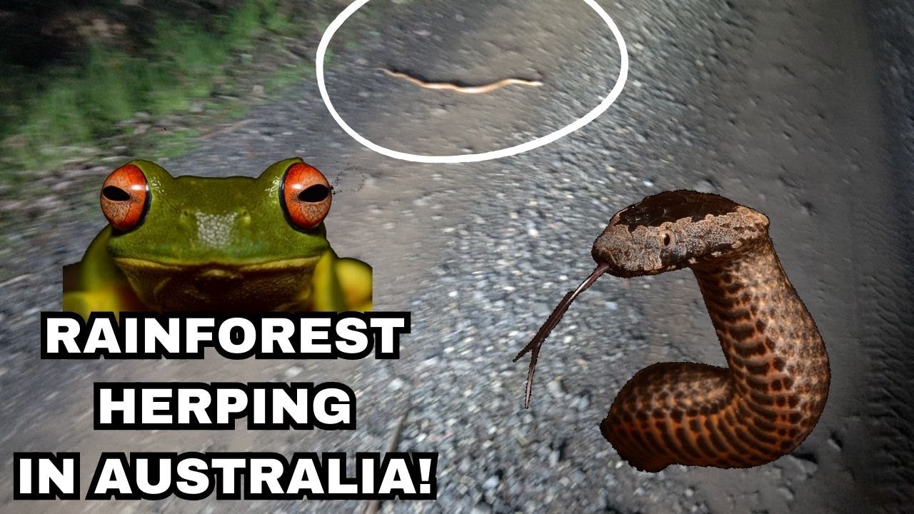 Night herping the Rainforest in Australia!
