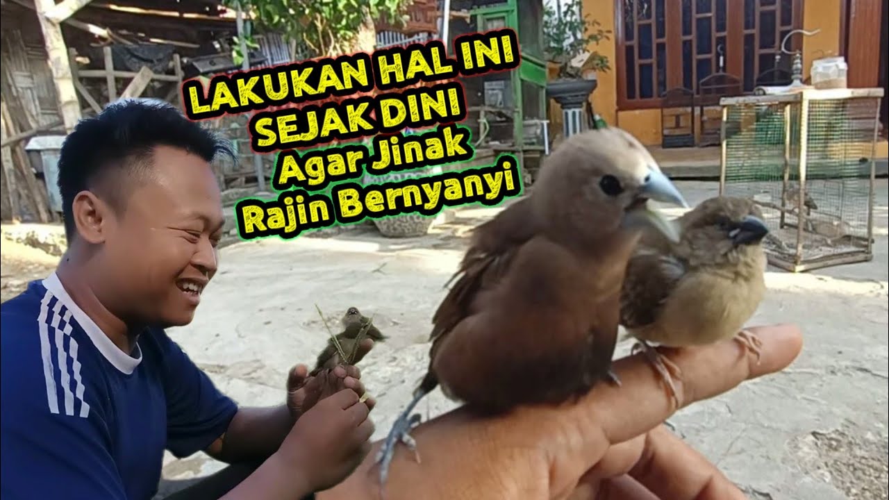 Tips Melatih emprit dari baby sampai gacor dorr...