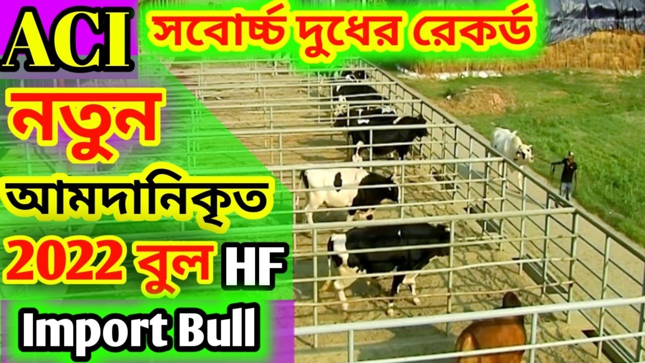 ACI নতুন ১০০% হলষ্টিন ফ্রিজিয়ান বুলের ভিডিও। মায়ের দুধের রেকর্ড বাংলাদেশে সবোর্চ্চ।Aci New Bull 2022