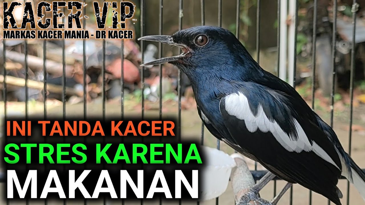 KACER SEPERTI INI ADALAH KACER YANG STRES CARA MERAWAT KACER INI HARUS SABAR