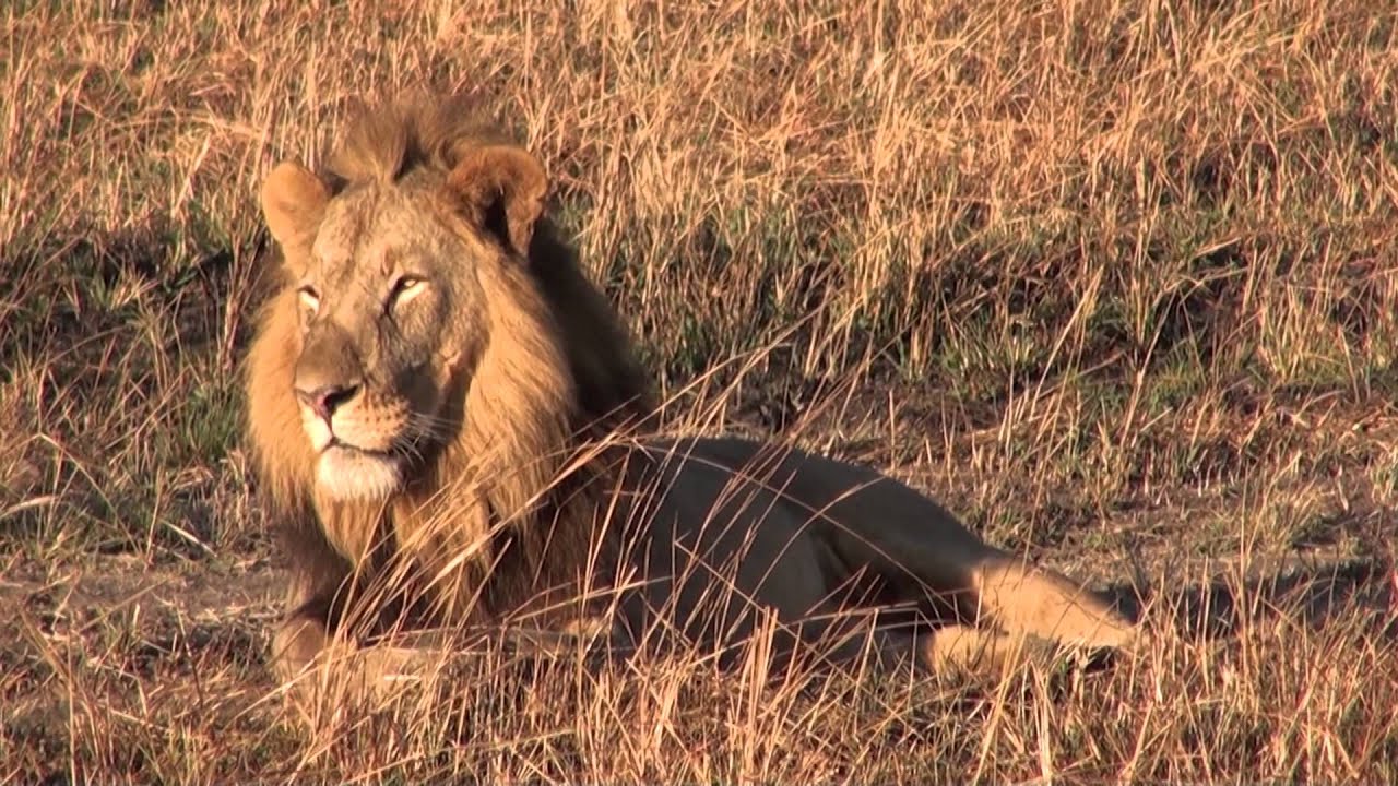 Nas Planícies do Busanga    Kafue  Zâmbia