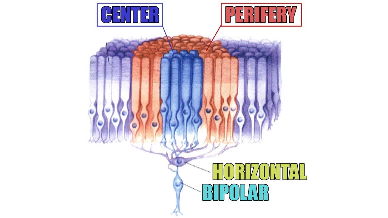 Horizontal Cells [ Sub - ENG ] - Retina part 6
