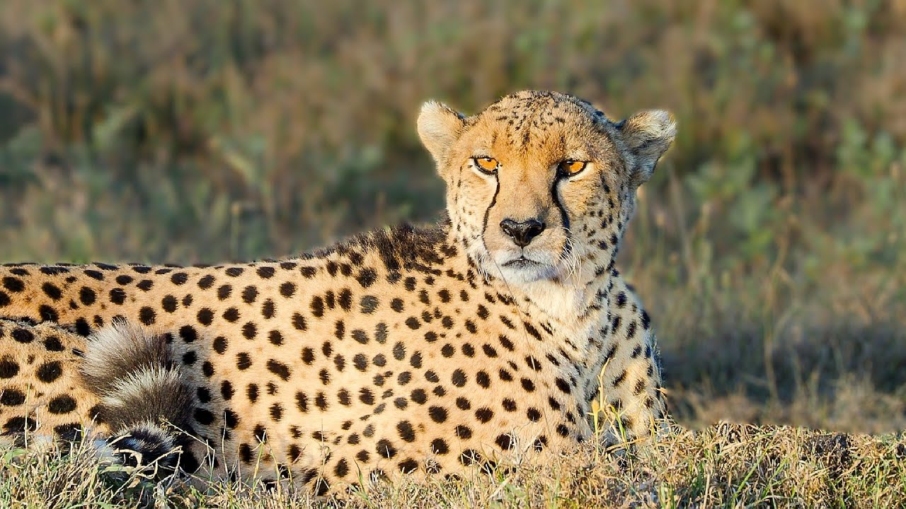 Amazing Wildlife Safari in Ol Pejeta Conservancy | Kenya 2020 | 4K Video