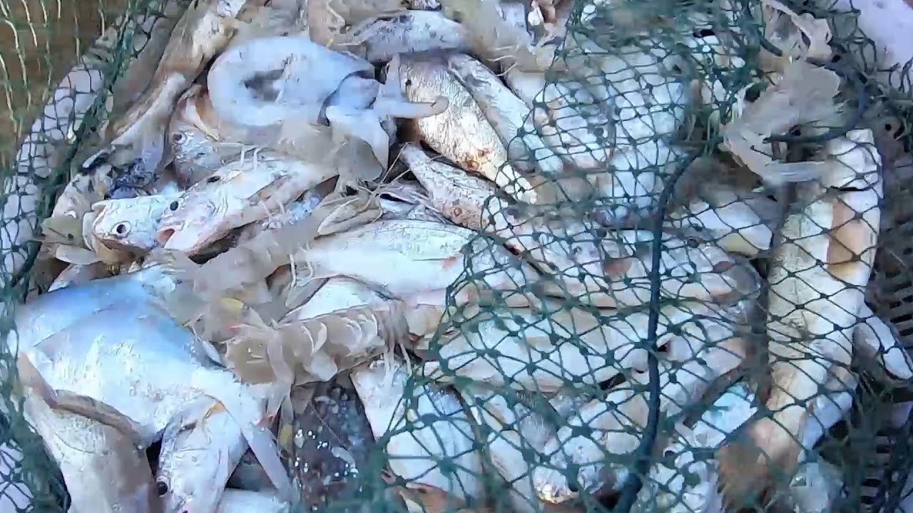带两包新虾网在家里放，好货多抓到一箩筐鱼虾，拿去市场卖了1800