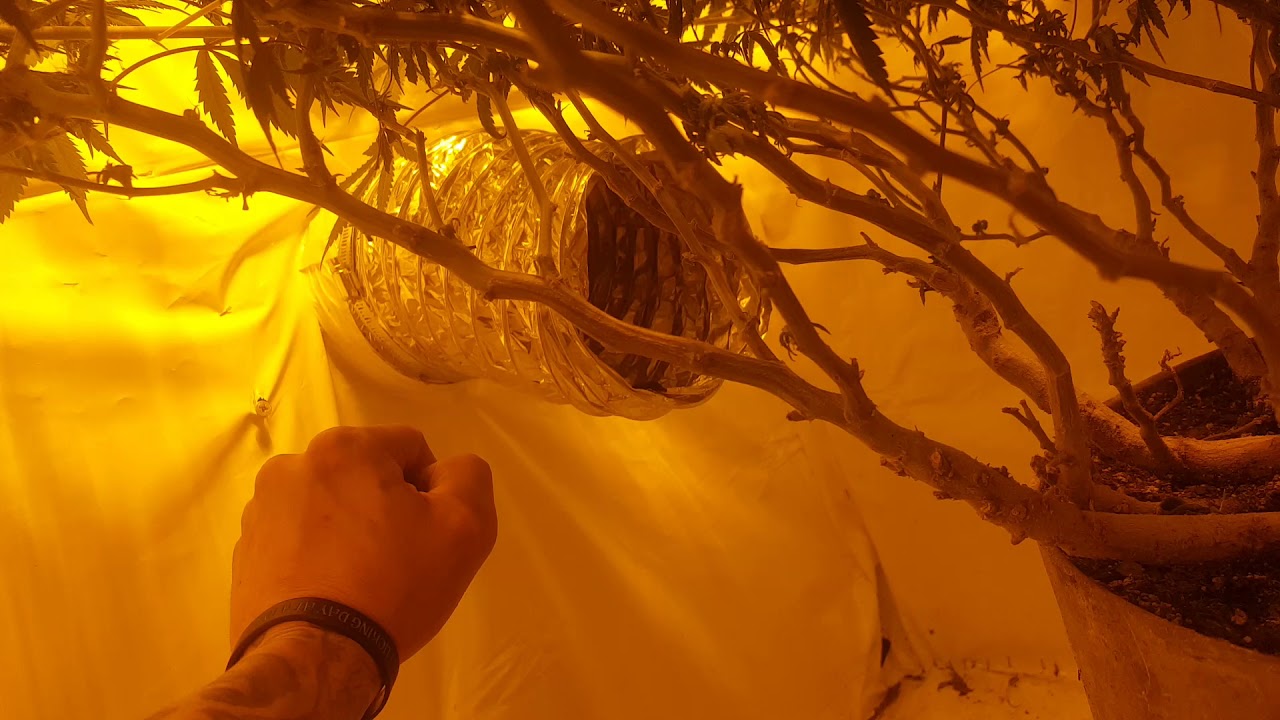 Exhale Co2 Bag: My placement and why