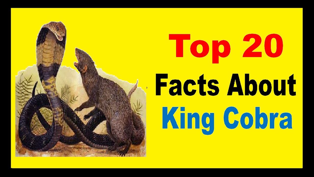 King Cobra - Facts
