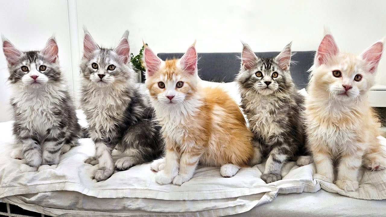 Who Wants to Cuddle With the Kittens?