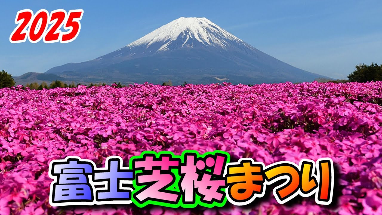 富士芝桜まつり 富士山を背景にピンク満開 #富士芝桜まつり#富士山 #山梨 #本栖湖 #芝桜 #本栖湖リゾート #ライブカメラ