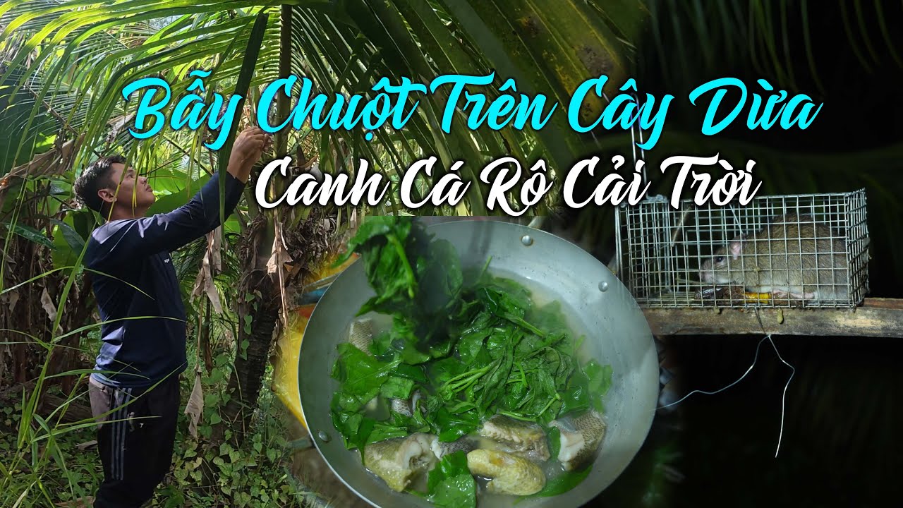 Bẫy Chuột Trên Cây Dừa, Câu Cá Rô Nấu Canh Cải Trời | Tập 45