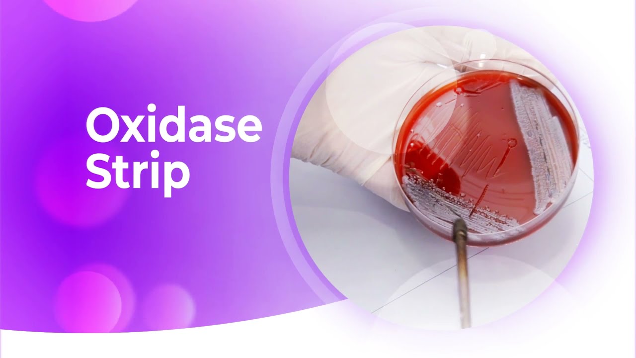 Oxidase Strip