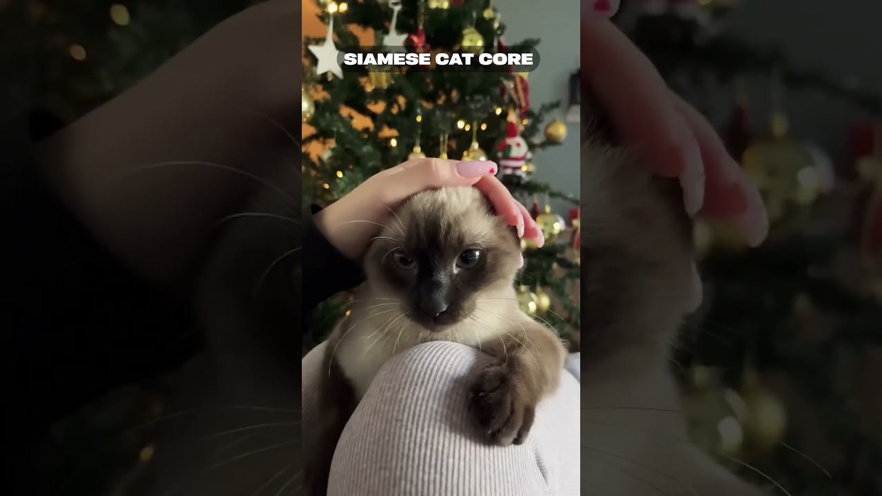 Siamese Cat Core #cat #kitten #cute