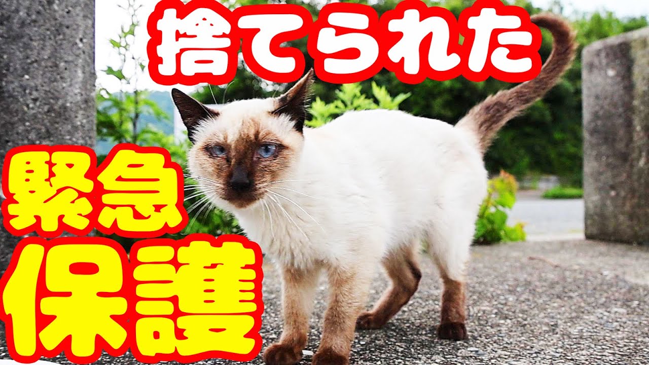 [Экстренная защита бездомных кошек] Кот плачет после того, как его бросили по неожиданным причинам
