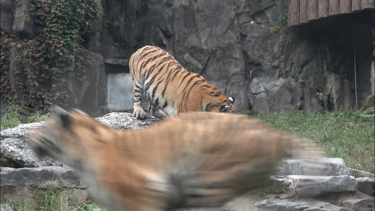 Siberian Tiger Sisters: Zoomies & Ball Play