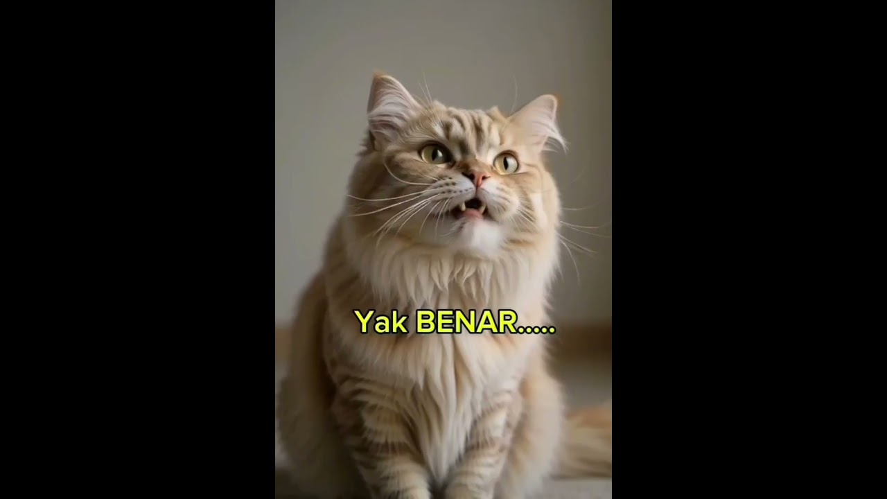 TEBAK TEBAKAN KOCAK. KUCING ABSURD 😅🤣 #Kucing #kucinglucu #funny #funnycats 