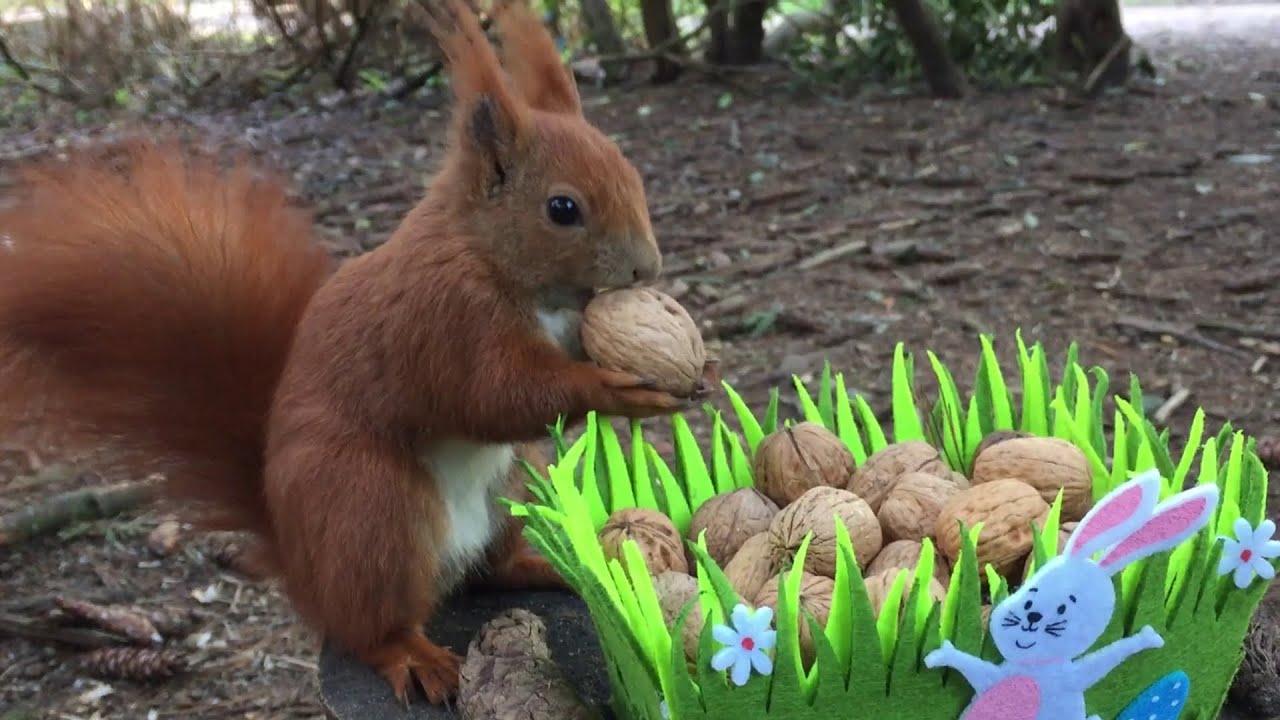 Eichh&ouml;rnchen Entertainment - Nuss Nest | Squirrel Entertainment - Nut Nest
