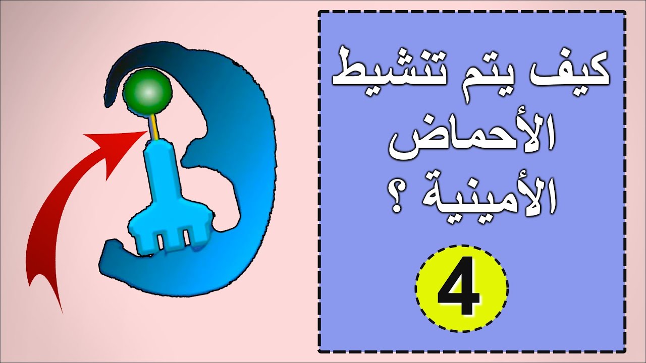 الدرس 4 : تنشيط الأحماض الأمنية [ وحدة تركيب البروتين ] .