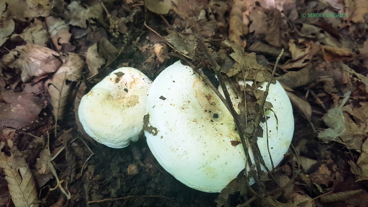 Груздь перечный Lactarius piperatus Рецепты маринования и засолки от травницы Ольги