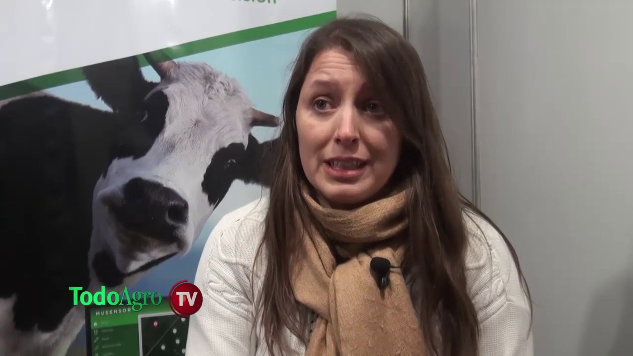 Un collar que nos indica como están nuestras vacas