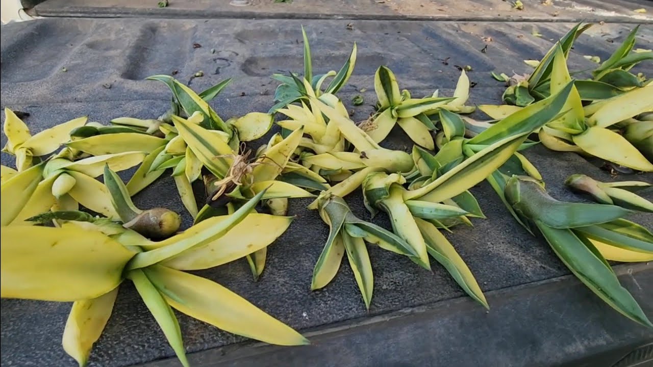 Propagacion fácil de Agave desmetiana, de colección.