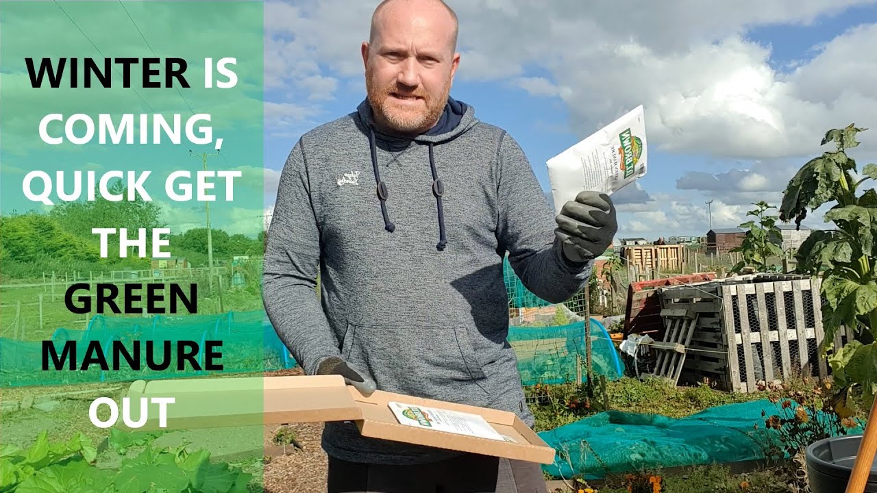 Allotment Garden Green Manure Experiment