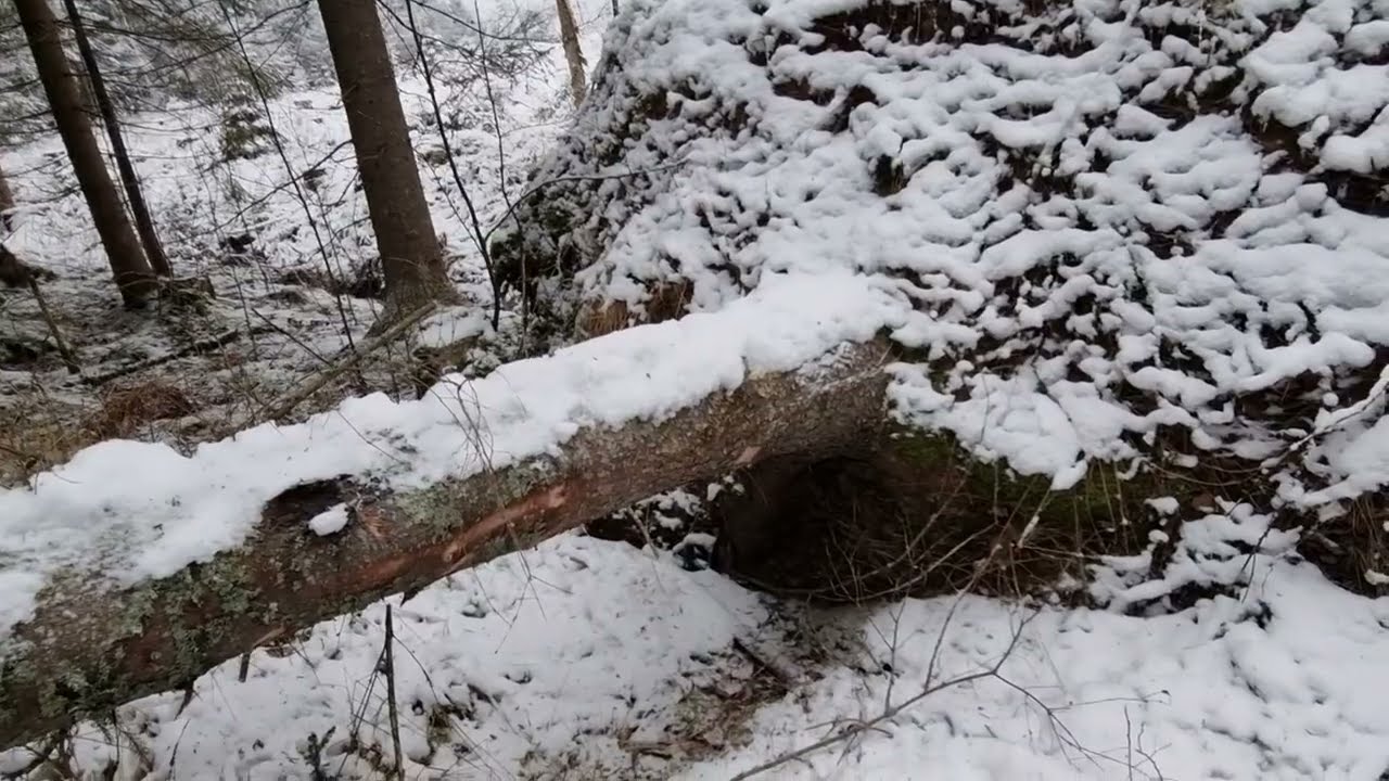 Puu nurin, onnistuiko sahaus ,oravat 🐿🐿