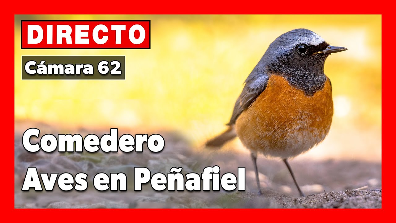 Peñafiel. Comedero aves 🔴 DIRECTO (Cámara 62 | Peñafiel, Valladolid)