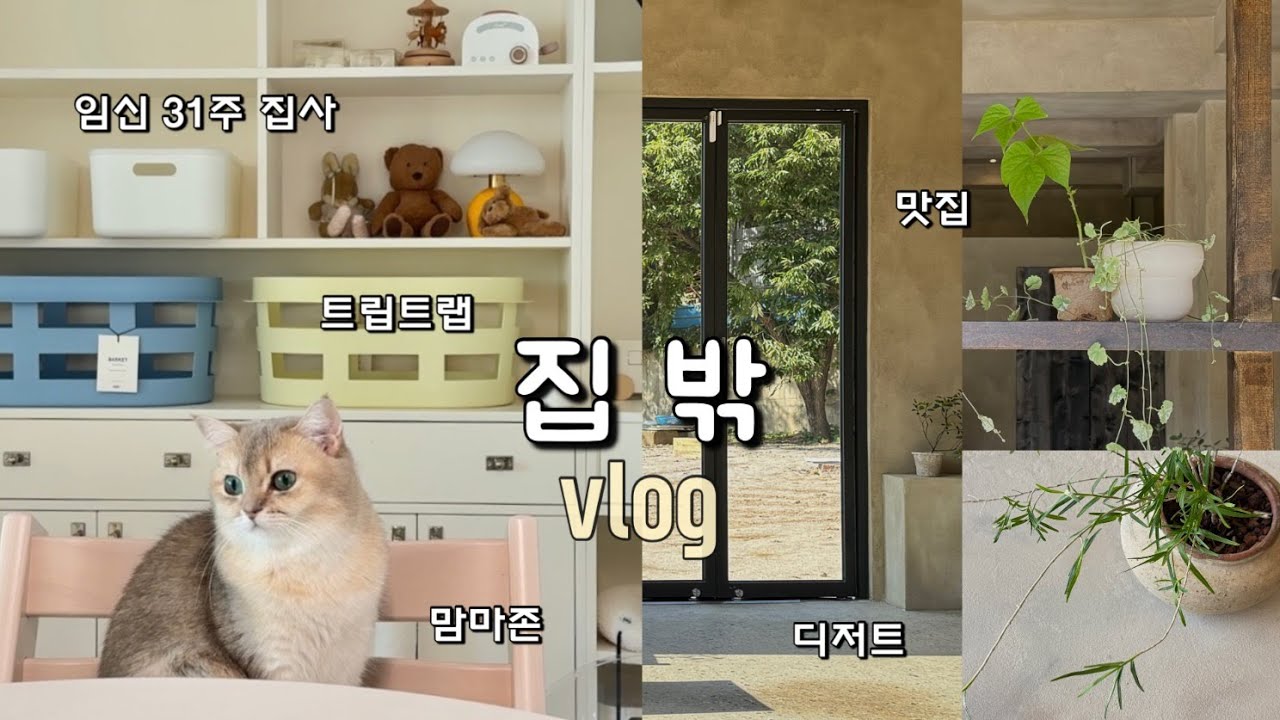 고양이와 함께, 임신 31주 일상 🕊️ | 맘마존의 작은 변화 | 고양이가 좋아하는 트립트랩 | 입체초음파로 만난 아기 얼굴👶🏻🤍