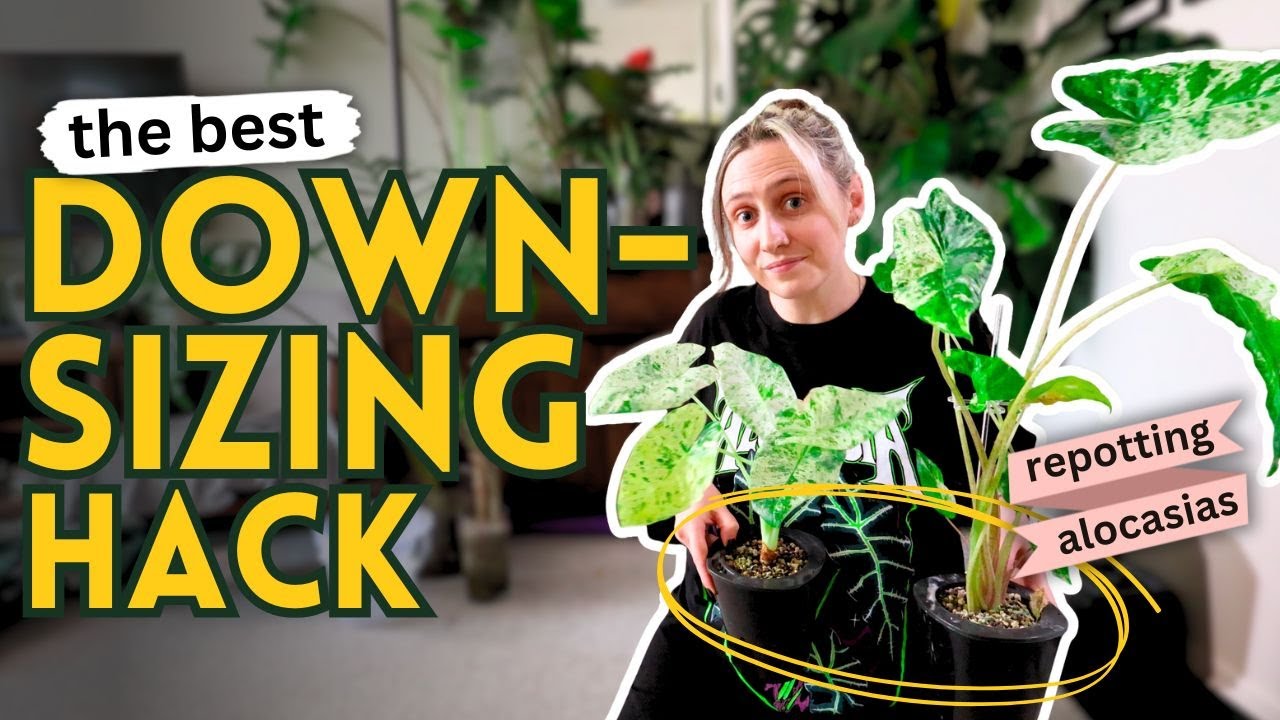 The Best Downsizing Hack for Houseplants 🌿 While I Repot Alocasias