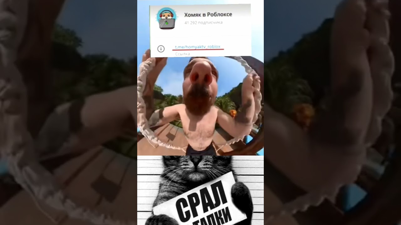 ТГ хомяк в роблоксе Ник: FIALKA