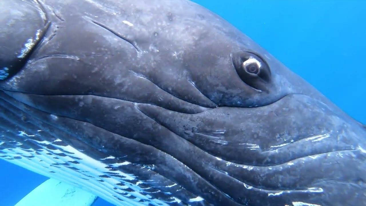 Humpback Under Water