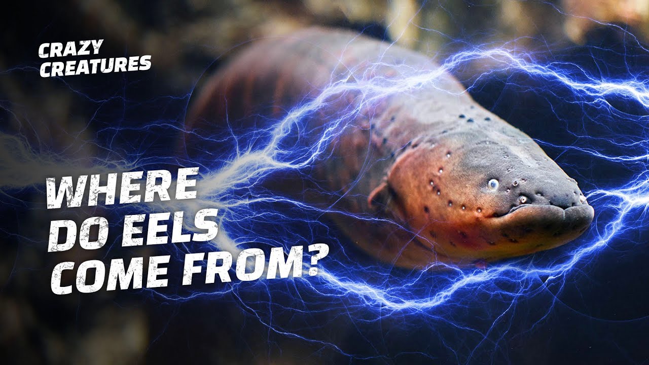 No One Knows Where Eels Come From